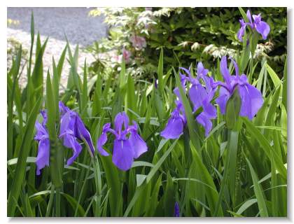 �m��i�����΂��j�̉�