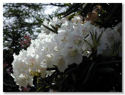 �Γ��(���Ⴍ�Ȃ�)�̉�