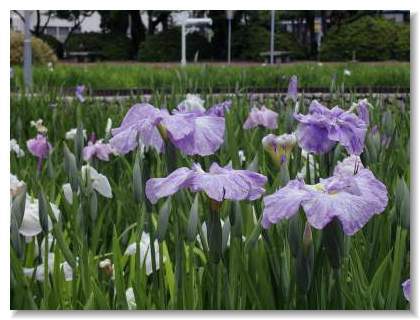 �Ҋ�(���傤��)